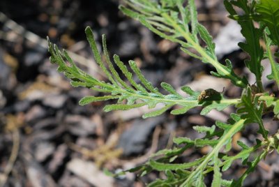Quercus dentata 'Pinnatifida'-dub zubatý 'Pinnatifida' - listy